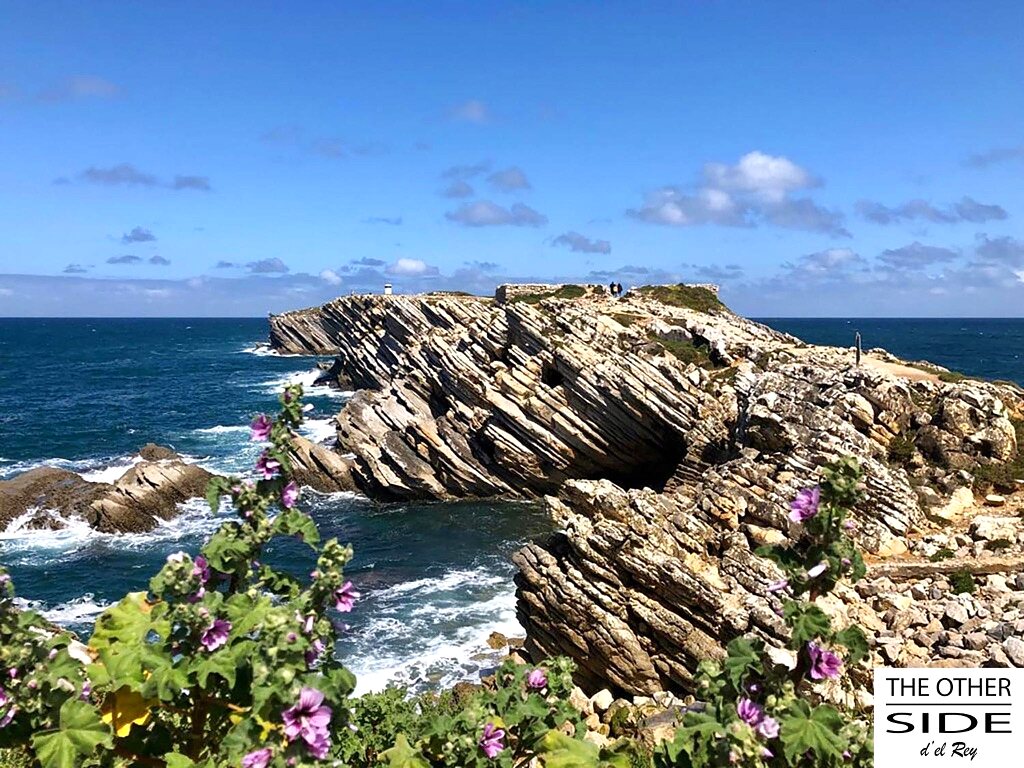 Fleurs sauvages sur les falaises